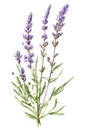Lavender plant isolated on white background. Generative AI illustration in watercolor style Royalty Free Stock Photo