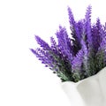 Lavender plant isolated on white background. Lavender in a pot. Floral home decor  greeting card with flower Royalty Free Stock Photo