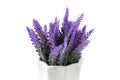 Lavender plant isolated on white background. Lavender in a pot. Floral home decor  greeting card with flower Royalty Free Stock Photo