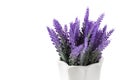 Lavender plant isolated on white background. Lavender in a pot. Floral home decor  greeting card with flower Royalty Free Stock Photo