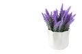 Lavender plant isolated on white background. Lavender in a pot. Floral home decor  greeting card with flower Royalty Free Stock Photo