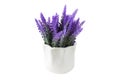 Lavender plant isolated on white background. Lavender in a pot. Floral home decor  greeting card with flower Royalty Free Stock Photo