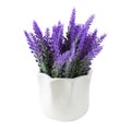 Lavender plant isolated on white background. Lavender in a pot. Floral home decor  greeting card with flower Royalty Free Stock Photo