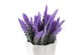 Lavender plant isolated on white background. Lavender in a pot. Floral home decor Royalty Free Stock Photo