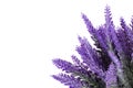 Lavender plant isolated on white background. Lavender in a pot. Floral home decor Royalty Free Stock Photo