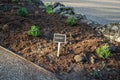 Lavender plant label in a flowerbed