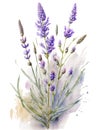 Lavender plant over white background. Generative AI illustration in watercolor style Royalty Free Stock Photo