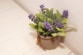 Lavender plant in a pot