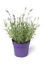 Lavender plant in a plant pot on white background Royalty Free Stock Photo