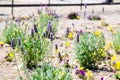 Lavender Plant purple flowers in a spring season at a botanical garden. Royalty Free Stock Photo