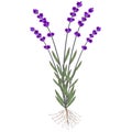 A lavender plant with roots and flowers on a white background. Royalty Free Stock Photo