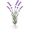 Lavender plant with roots on a white background. Royalty Free Stock Photo