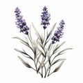 Lavender Plant In Watercolor: Iconographic Symbolism With Monochrome Design