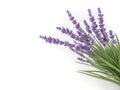 Lavender plant on white background. Royalty Free Stock Photo