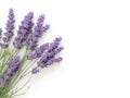 Lavender plant on white background. Royalty Free Stock Photo