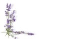 Lavender plant on white background Royalty Free Stock Photo