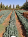 Lavender plantation in an area of eastern Cyprus Royalty Free Stock Photo