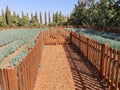 Lavender plantation in an area of eastern Cyprus Royalty Free Stock Photo