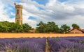 Lavender plantation on the farm Royalty Free Stock Photo