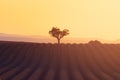 Lavender plantation field with alone tree summer time in Provence nature background Royalty Free Stock Photo