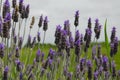 Lavender plantation on a field Royalty Free Stock Photo