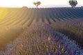 Lavender plantation field in provence, France during summer time. Royalty Free Stock Photo