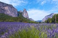 Lavender plantation field during summer time in Valensole, Provence Royalty Free Stock Photo