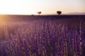 Lavender plantation field during summer time in Valensole, Provence Royalty Free Stock Photo