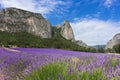 Lavender plantation field during summer time in Valensole, Provence Royalty Free Stock Photo