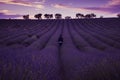 Lavender plantation field during summer time in Valensole, Provence Royalty Free Stock Photo