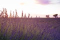 Lavender plantation field during summer time in Valensole, Provence Royalty Free Stock Photo