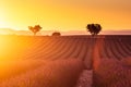 Lavender plantation field during sunset beautiful place in Provence Royalty Free Stock Photo