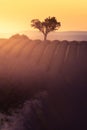 Lavender plantation field during sunset beautiful place in Provence Royalty Free Stock Photo