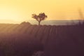 Lavender plantation field during sunset beautiful place in Provence Royalty Free Stock Photo