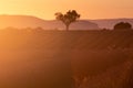 Lavender plantation field during sunset beautiful place in Provence Royalty Free Stock Photo