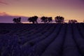 Lavender plantation field during summer time in Valensole, Provence Royalty Free Stock Photo