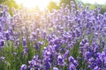 Lavender plantation field with sunshine for summer nature Royalty Free Stock Photo