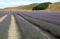 Lavender plantation Royalty Free Stock Photo