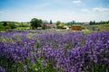 Lavender plantation, Pannonhalma, Hungary Royalty Free Stock Photo