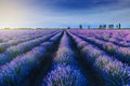 Lavender plantation at sunset in summer Royalty Free Stock Photo