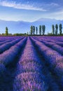 Lavender plantation at sunset in summer Royalty Free Stock Photo