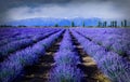 Lavender plantation at sunset in summer Royalty Free Stock Photo