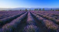 Lavender plantation at sunset in summer Royalty Free Stock Photo