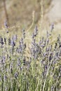 Lavender plants.