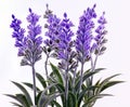 Lavender plants