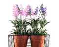 Lavender plants