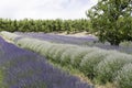 Lavender plants and fruit trees Royalty Free Stock Photo