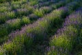 Lavender plants in the garden Royalty Free Stock Photo