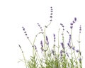 Lavender plants isolated on white background Royalty Free Stock Photo