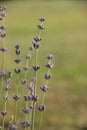 Lavender plants